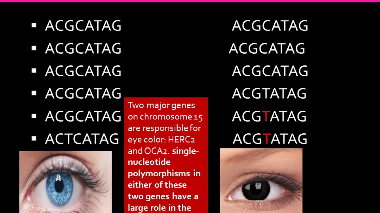 Single nucleotide polymorphism, SNP ,AJ science seekers Final
