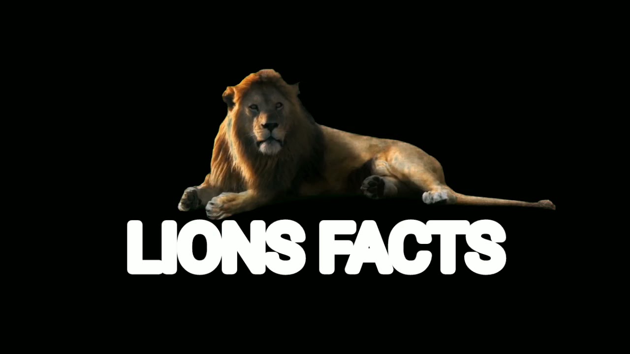 SCARY LION'S 🦁 FACTS | LIONS