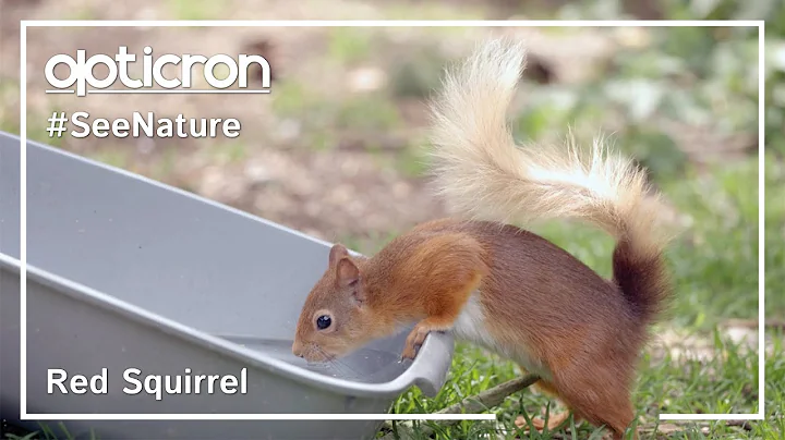 Red Squirrels with Rebecca Gibson | SeeNature