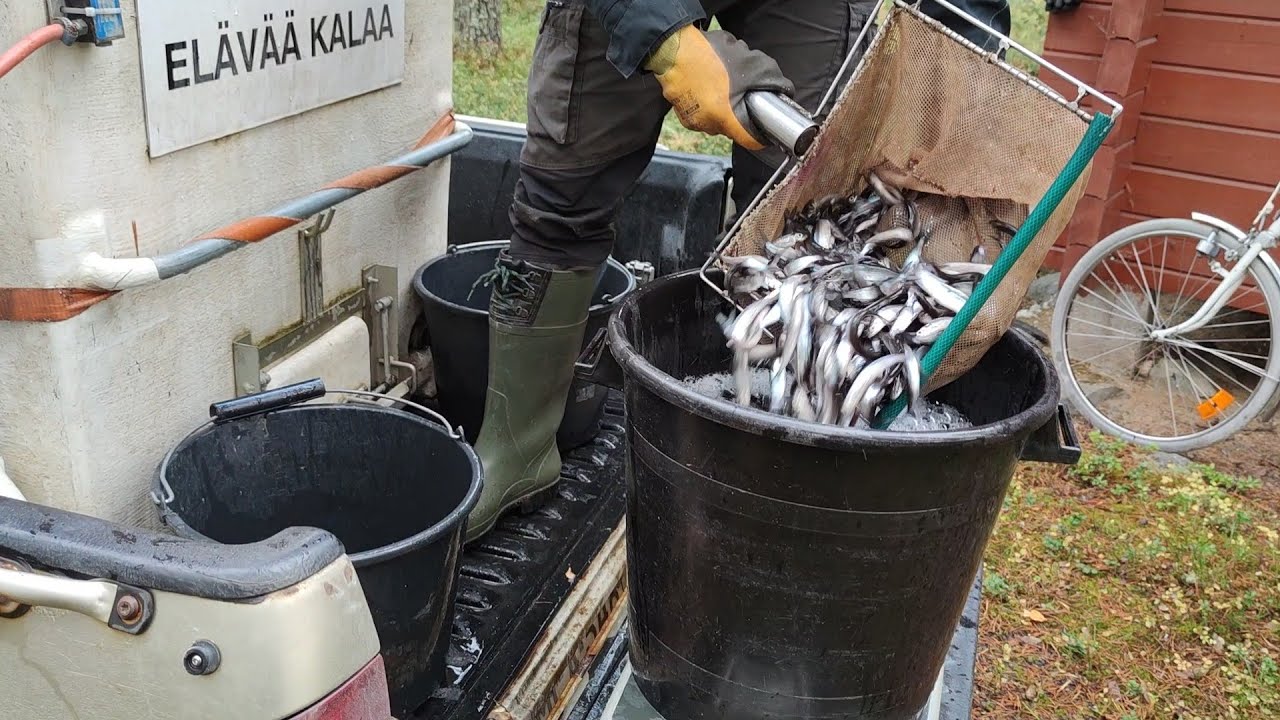 Siian istutusta Viitastenjärvi ja Kivijärvi 