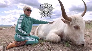 The Truth About The Star Yak Ranch!