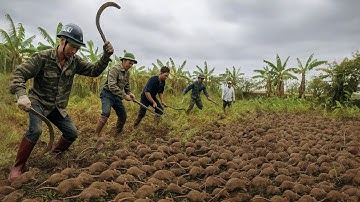 Một Buổi Đi Vây Bắt Chuột Đồng Thật Kịch Tính Và Đã Bắt Được Một Ổ Chuột Lớn