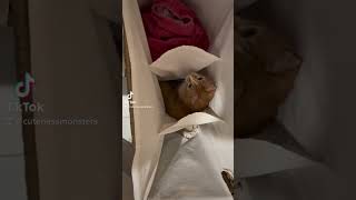 Mom has #cuteaggression #pawrent #problem #cutenessmonsters