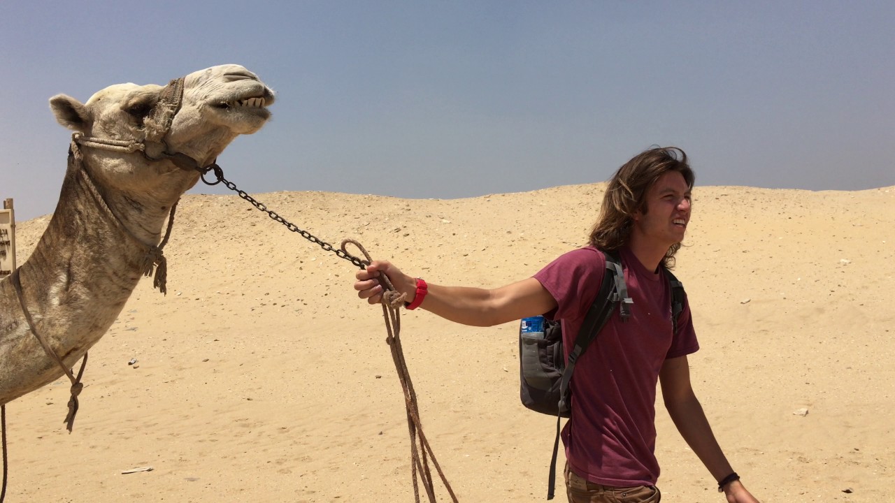 Never walk in front of a camel chewing the cud