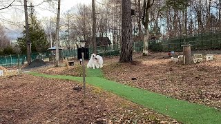 【ルンルンの裏庭】アランに睨みをきかせて通り過ぎるルンルン