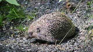 Белогрудый еж - Southern white-breasted hedgehog - Erinaceus roumanicus