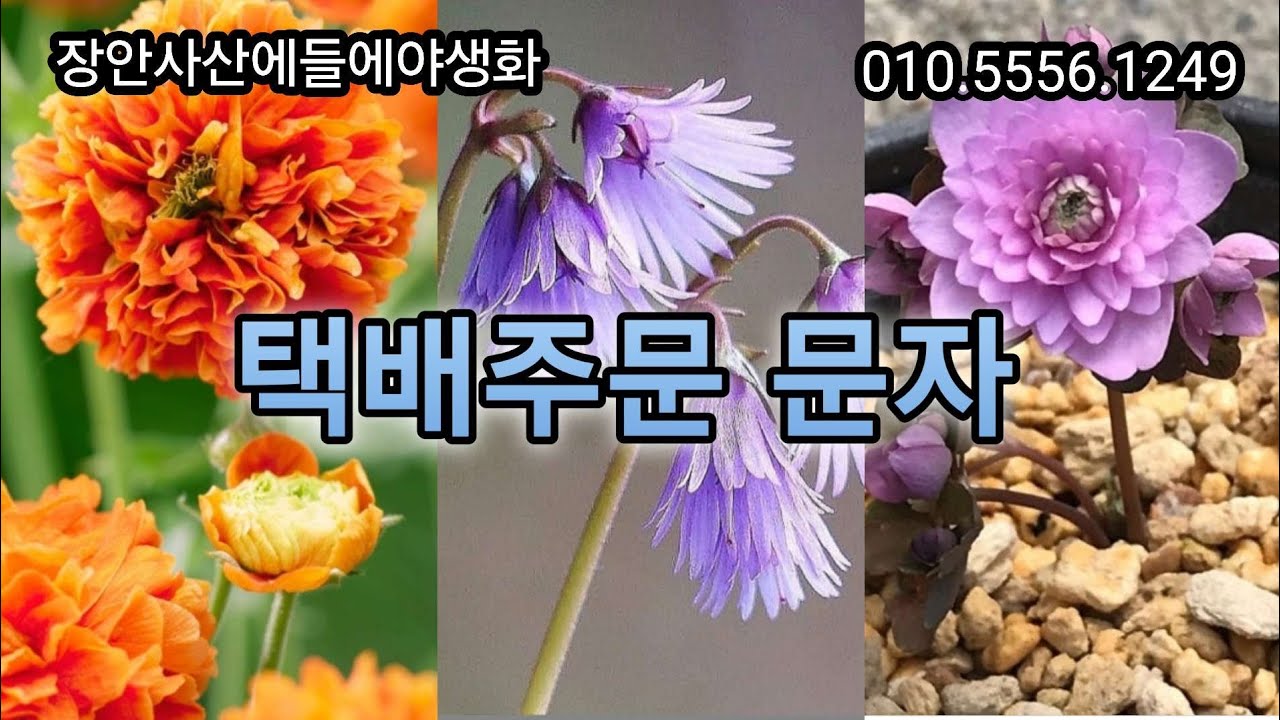 #이와가가미#대륜겹꿩의다리#오렌지펌프퀸#이와찌도리난#겹깃털동자꽃#겹샤타데이지왜성종노랑#무늬피나타#캄파눌라#겹캄파눌라#청노루귀#인디언앵초#목마가렛#사랑초