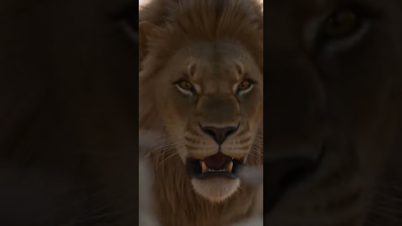 A lion attacks a sheep but it's actually an unexpected twist 