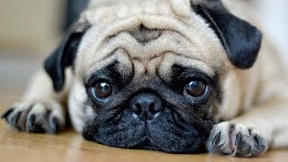 In Defence of Nazi Pugs