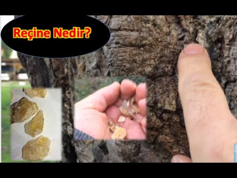 Video: Sıvı Reçine Nedir