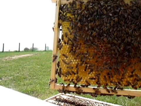 Seven Hive Outyard 2