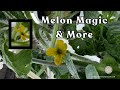 Tower Gardening Made Easy is live! See the first watermelon flower #towergarden #verticalfarming