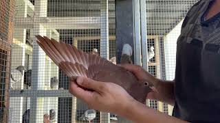meuleman racing pigeons #racingpigeon #pigeonslovers #pigeon #birds