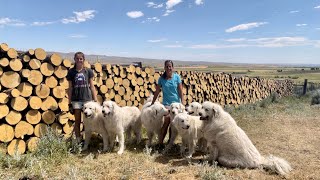 Mother Daughter Team Cutting Firewood with Big Dogs (2022) by Big Horn Mountain Alpacas 4,632 views 1 year ago 26 minutes