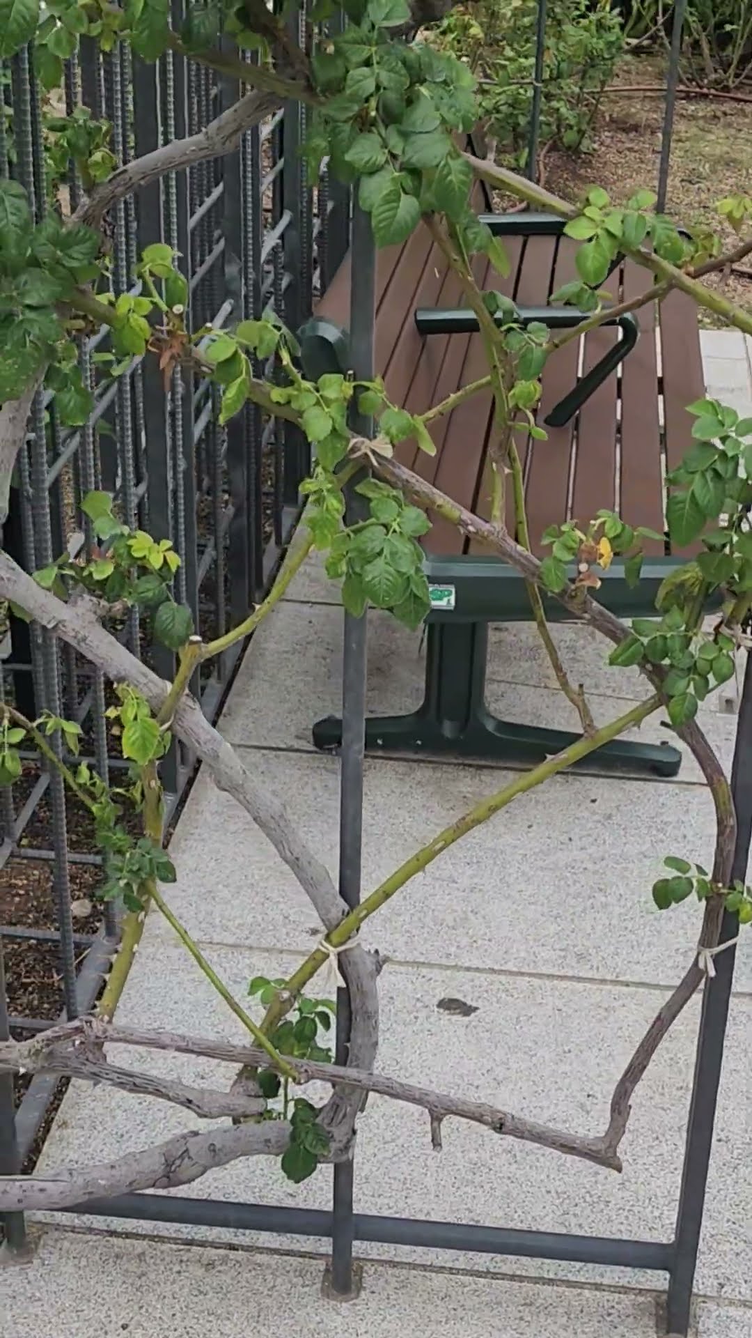 Nakanoshima Rose Garden - Tying the Flower Pillars - YouTube