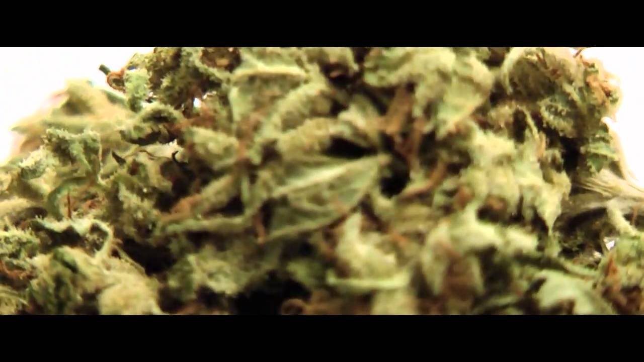Macro Shots of Casey Jones Weed