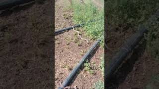 Snake Saap सप In Farmooomgoo Bigooomg Big Snake