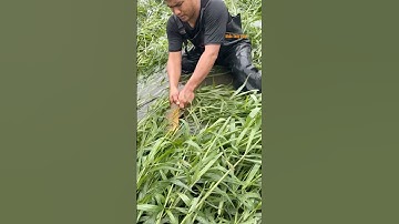 Cá Lớn - bắt Cá Chép Khủng ẩn nấp dưới cỏ 😱 #khacthuyvlogg