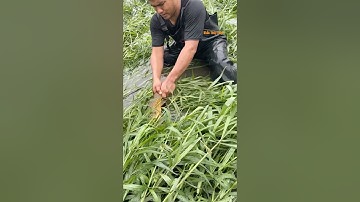 Cá Lớn - bắt Cá Chép Khủng ẩn nấp dưới cỏ 😱 #khacthuyvlogg