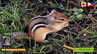 Information B9 IS LIVE: CHIPMUNK AND THE SQUIRREL FRIEND. ENJOY WATCHING #WH 09.16.2026 Update