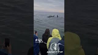 Косатки На Камчатке.морская Прогулка С Азимут -Тур.