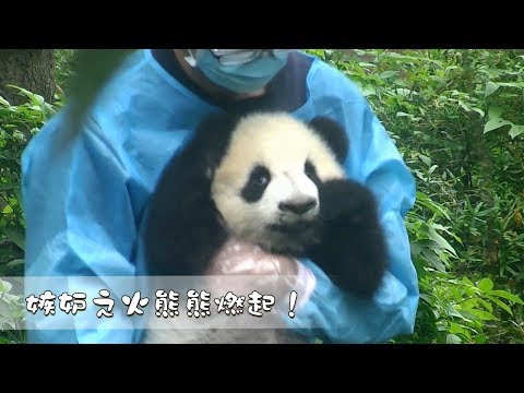 《熊貓早晚安》有娃了不起？這赤果果的炫耀誰能忍？| iPanda
