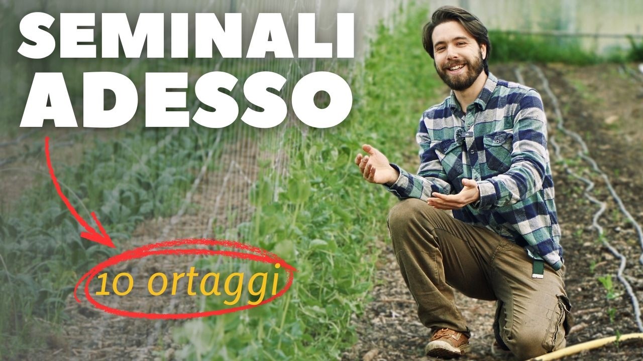 10 Ortaggi Facili da Seminare e Raccogliere in Primavera