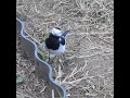 近づいて鳴いてくれたハクセキレイが可愛かった。野鳥の鳴き声