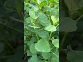 Trabajando el campo #papalos #peterzacca #siembra #agricultura #plantas #huerta