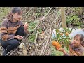 Challenge find egglaying chickens in the forest harvest cabbage and pick oranges to sell