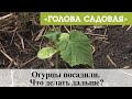 Голова садовая - Огурцы посадили. Что делать дальше?