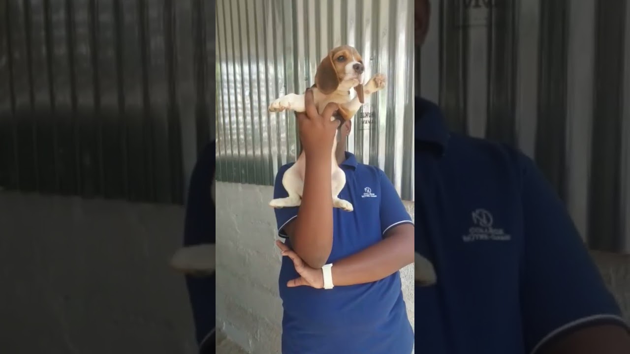 Beagle female 3 month's available resonable price