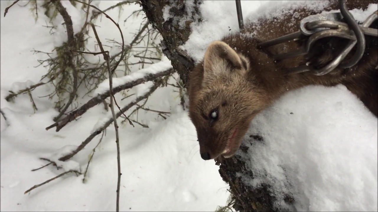 S2 E14 - Trapline check and closing it down