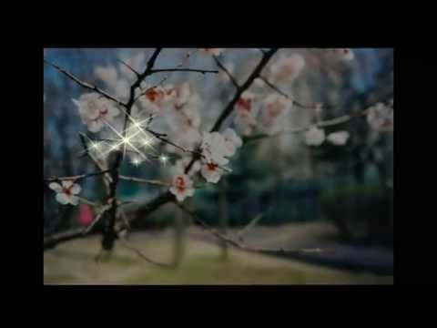 თამარ დარბაიძე : თოვლისფერია