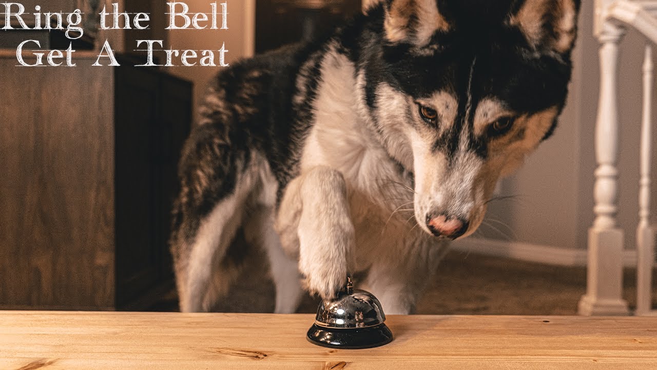 Ring The Bell, Get A Treat