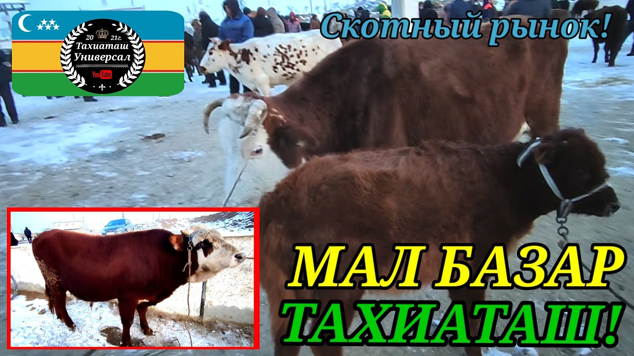 30.01.26ж.МАЛ БАЗАР СКОТНЫЙ РЫНОК #тахиаташ#бахалары#цены#сыйыр#бука#бузау#бык#корова#телята#шоп#жем