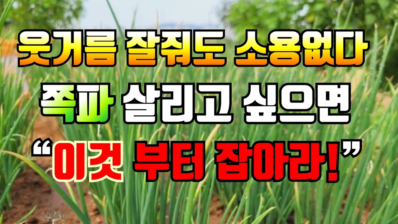 월동쪽파 병충해, 웃거름보다 더 중요한 일! 씨쪽파로 튼실하게 키우려면 지금당장 해주자 