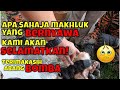 TERIMAKASIH ABANG BOMBA! KUCING PON MAKHLUK ALLAH BERNYAWA JUGA | KHIDMAT KHAS KUCING |