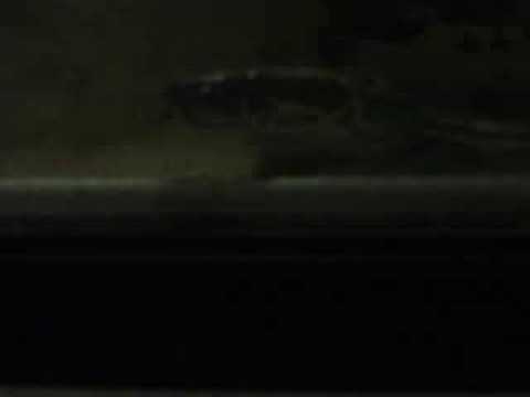 backlash winner rock python