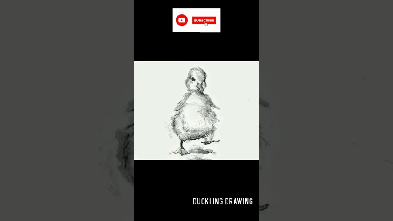 Cute Duckling Drawing 