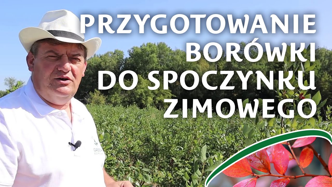 Przygotowanie do zimy, drewnienie pędów borówki - Zbyszek Marek
