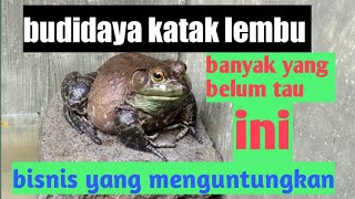 Mengawinkan katak lembu budidaya katak bulfrog