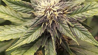 Grower Deacon Dave indoor cannabis grow update 1/19/22