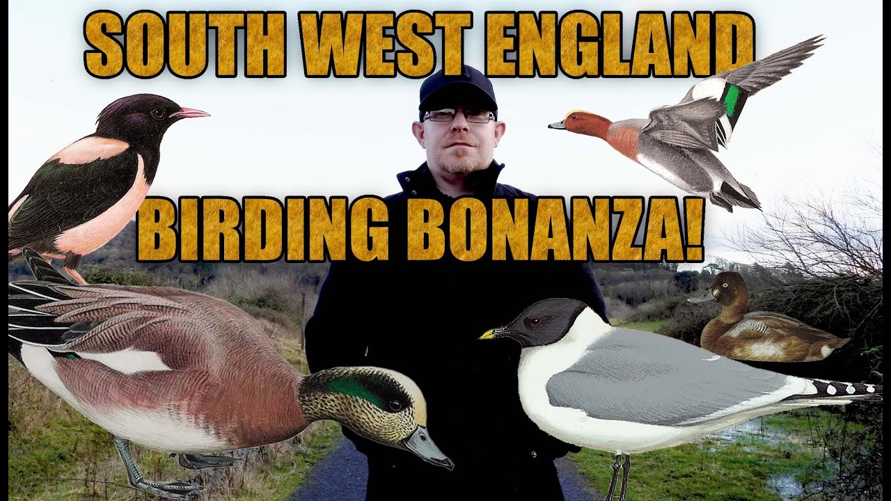 НАСТОЯЩИЙ ПТИЦЕВОДЧЕСКИЙ БЕЗУМИЕ В ЮГО-ЗАПАДНОЙ АНГЛИИ!