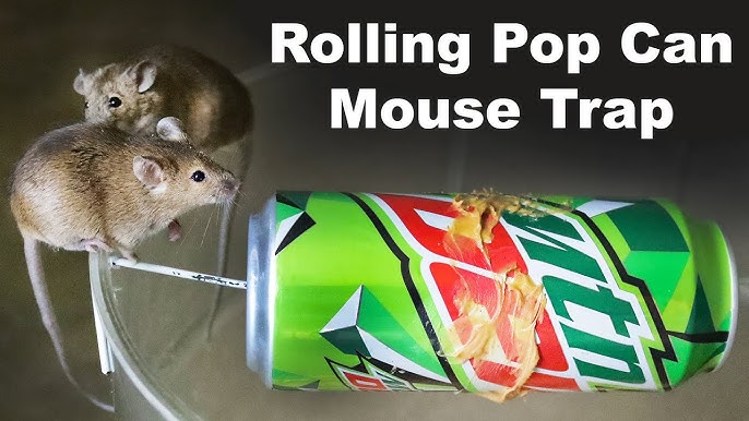 The Flipper Dome Mouse Trap Vs. The Flip & Slide. Mousetrap Monday