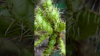 Amazing Macro Photography of Sensitive Plant Flower 🌸 | Tiny Nature Up Close #macro #macrophoto