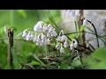 Snowdrop flowers in the Himalaya