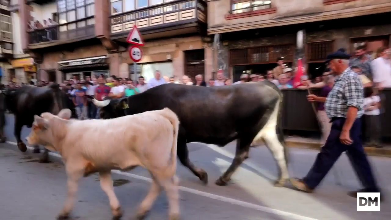 Las tudancas se van de Olimpiada a Cabezón de la Sal