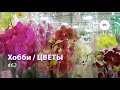 99#62 / Хобби-Цветы / 14.09.2018 - АШАН САД (ТК ТРОЙКА). ОРХИДЕИ + ВАЗЫ