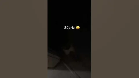 Video 8610621: cute pet cat scottishfold, cats scottishfold funny pets, scottishfold kitten catlover